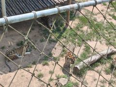 -西霞口神雕山野生动物世界