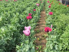 -国家植物园南园