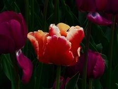 -玄武湖景区-情侣园游乐场