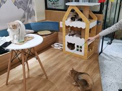 -滚猫咖啡·猫咖·猫友好撸猫(未来城店)