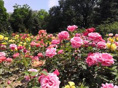 -迎泽公园