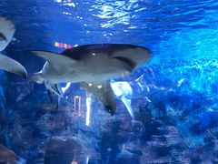 -烟台海昌鲸鲨海洋公园