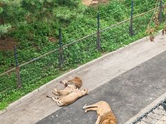 -大连森林动物园