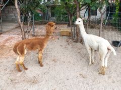-丽泽山庄·生态怀柔菜·虹鳟鱼(红螺寺店)
