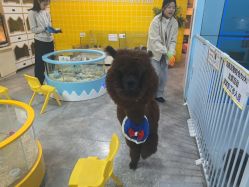 -神奇动物撸宠馆·羊驼·小浣熊·异宠(豫园店)