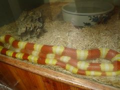 -上海大自然野生昆虫馆