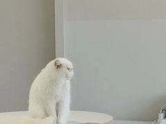 -怪兽屋·羊驼·猫咖·狗咖(俊华广场店)