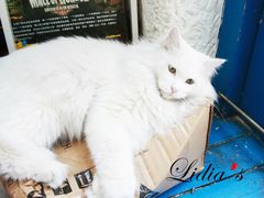 猫-Sirena海妖日咖夜酒