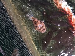 河豚粥-蓝湾碧波·老字号·疍家非遗海上餐厅