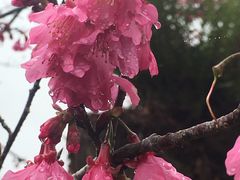 -优游吧斯邹族文化部落