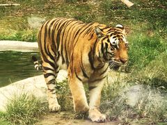 -泉州海丝野生动物世界