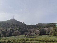 -灵顺寺