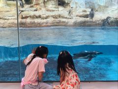 -帝企鹅自助餐厅•儿童岛•真企鹅(长隆企鹅酒店)