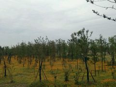 -上海长兴岛郊野公园