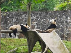 -都江堰中华大熊猫苑