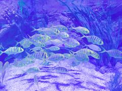 -乌鲁木齐海洋馆