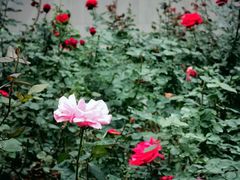 -人民公园(罗湖区)