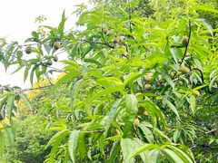 -杭州半山国家森林公园