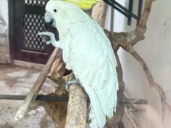 -青藏高原野生动物园