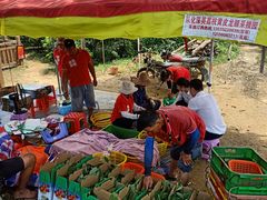 -从化深英荔枝黄皮龙眼采摘园