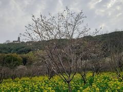 -苏州上方山国家森林公园
