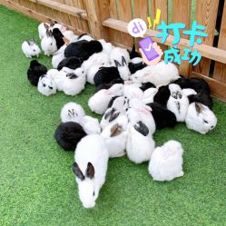 -萌宠亲子动物乐园(槐房万达店)