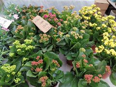 -秦美花卉(天朗·莱茵小城2期店)