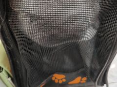-爱洗澡的猫(望京店)