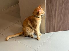 -Again Coffee Roaster(香蜜湖店)