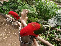 -南宫五洲植物乐园