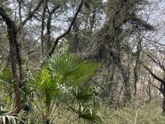 -苏州上方山国家森林公园