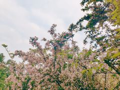 -南山植物园