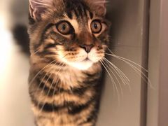 -猫大福·Fortune Cat猫舍(百子湾店)