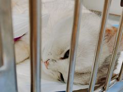 -诺比宠物医院心脏内科·泌尿肾内外科·骨科急重症