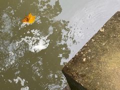 -桤木河湿地公园