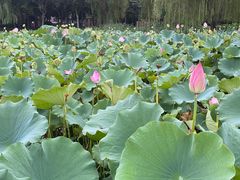-莲花池公园