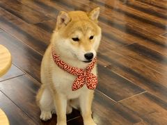 -豆柴町-柴犬主题狗咖(红鼎国际C座店)