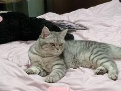-瑞派康怡24h宠物医院·犬猫医疗中心·微创绝育(瑞景分院)