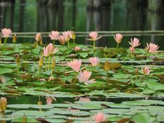 -白鹭湾湿地公园