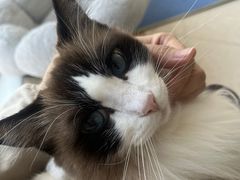 -Catmate·猫肥家润(金润铂宫店)