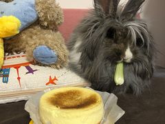-猫猫幼稚园·撸猫·桌游·电玩