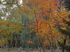 -长白岛森林公园