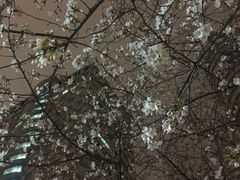 -玛格萝妮比萨屋(四平店)