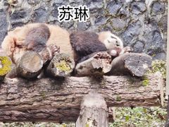 -都江堰中华大熊猫苑