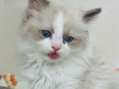 -青奢宠物·青奢猫舍