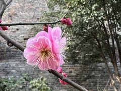 -鸡鸣寺