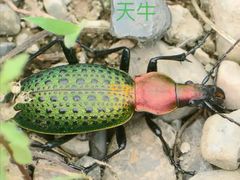 -汉堡王(上海凌云壹街坊店)