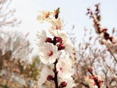 -天坛公园
