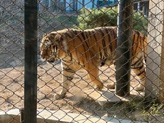 -大连森林动物园