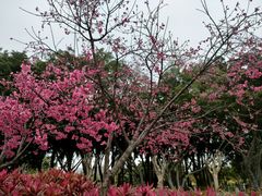 -白鹭洲公园